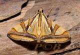 Moth 35