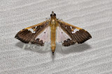 Maruca vitrata (Crambidae)