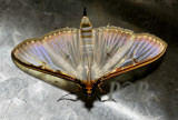 Moth 44