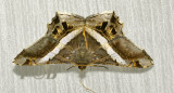 Godonela eleonora (Geometridae)