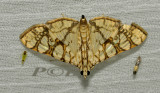 Glyphodes caesalis  (Crambidae)