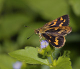 Skipper, Potanthus omaha