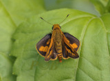 Skipper, Telicota colon