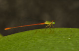 Ceriagrion auranticum auranticum, male