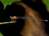Copera vittata ssp. vittata, male