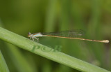 Aciagrion pallidum, female