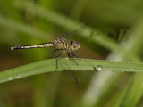 Diplacodes nebulosa, female