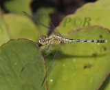 Diplacodes trivialis, immature female