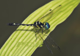 Tetrathemis platyptera male , Uttaradit montains