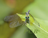 Tetrathemis platyptera male, Uttaradit