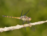 P.congener yong male