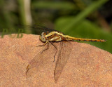 Orthetrum glaucum, immature male