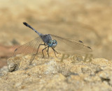 Diplacodes sp.