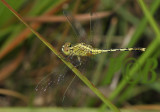 Diplacodes  trivialis , female