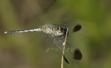 Diplacodes nebulosa, immature male