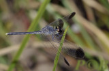 Diplacodes nebulosa male