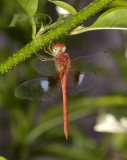 Tholymis tillarga