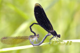 Euphaea masoni, mating