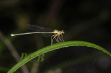 Copera vittata ssp. vittata, female