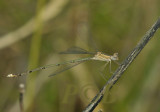 Lestes elatus, female