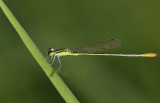 Needle damselfly, Agriocnemis pygmaea, only 2 cm, Mengkabi khem