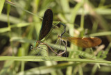 Neurobasis chinensis mating