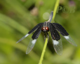 Neurothemis tullia ssp. tullia