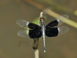 Neurothemis tullia   ssp, tullia