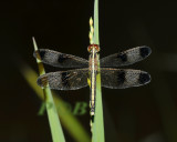 Neurothemis tullia ssp. tullia female