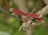 Neurothemis fulvia male