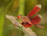 Neurothemis fulvia, male