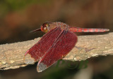 Neurothemis fulvia, male