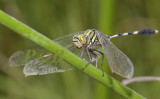 Orthetrum sabina, male