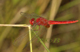 Crocothemis servilia, male