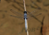 Orthetrum glaucum