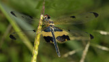 Rhyothemis phyllis