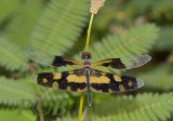 Rhyothemis variegata