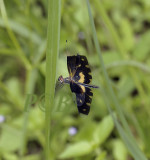 Rhyothemis variegata