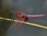 Trithemis aurora, male