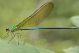 Vestalis gracilis