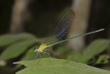 V. gracilis