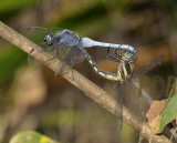 Orthetrum glaucum, mating