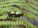 leaf beetles