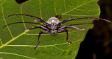 Longhorn beetle, Neocerambyse gigas, male