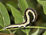 Caterpillar