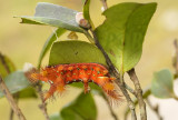 Caterpillar