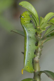 Caterpillar