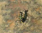 Cicindela aurulenta