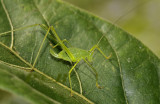 Grasshopper