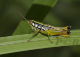 Grasshopper